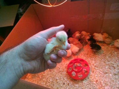 Cute Fuzzy Chicks: Blue Splash Marans Image